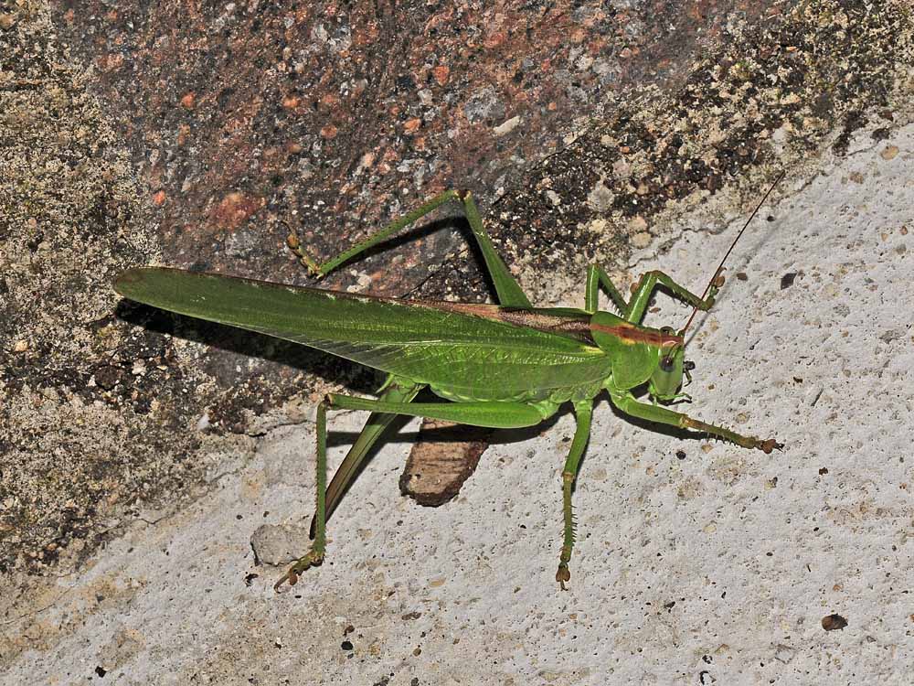 Tettigonia viridissima ed Eupholidoptera chabreri: deposiz.